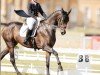 jumper Calahari 7 (German Sport Horse, 2013, from Casdorff)