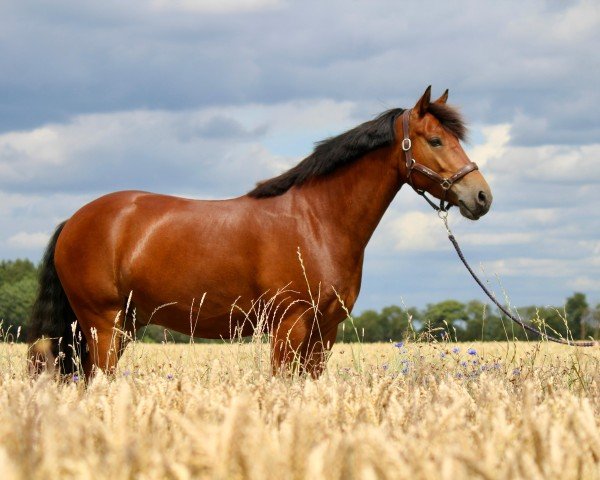 Springpferd Carramore Rob (Connemara-Pony, 2019, von Rathcoona Cove)