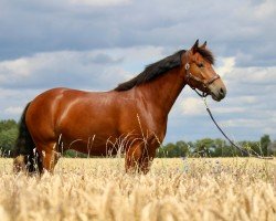 Springpferd Carramore Rob (Connemara-Pony, 2019, von Rathcoona Cove)