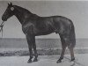 stallion Dominikus 1416 (Noble Warmblood, 1980, from Dialekt)