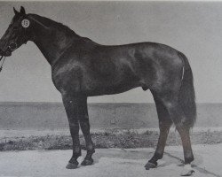 stallion Dominikus 1416 (Noble Warmblood, 1980, from Dialekt)