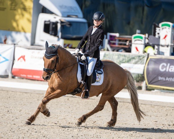 Springpferd Glaesir von Erkshausen (unbekannt, 2012)