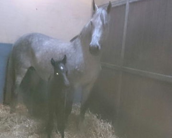 broodmare Cortina River (Holsteiner, 2003, from Corrado I)