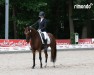 dressage horse Dream a little Dream MR (German Riding Pony, 2019, from D-Power AT)