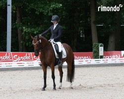 Dressurpferd Dream a little Dream MR (Deutsches Reitpony, 2019, von D-Power AT)