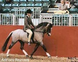 stallion Ernford Bellboy (Welsh-Pony (Section B), 1989, from Tetworth Mikado)