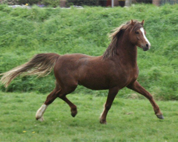 stallion Boston Braveheart (Welsh-Pony (Section B), 2002, from Varndell Right Royal)