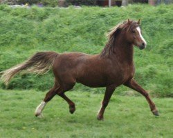 Deckhengst Boston Braveheart (Welsh Pony (Sek.B), 2002, von Varndell Right Royal)