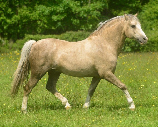 stallion Locksley Don Galliano (Welsh-Pony (Section B), 2006, from Northlight Galliano)