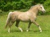 stallion Locksley Don Galliano (Welsh-Pony (Section B), 2006, from Northlight Galliano)