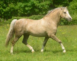 Deckhengst Locksley Don Galliano (Welsh Pony (Sek.B), 2006, von Northlight Galliano)