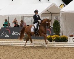 dressage horse Steendieks Dornello (German Riding Pony, 2020, from Steendieks Morgensterns Dalai)