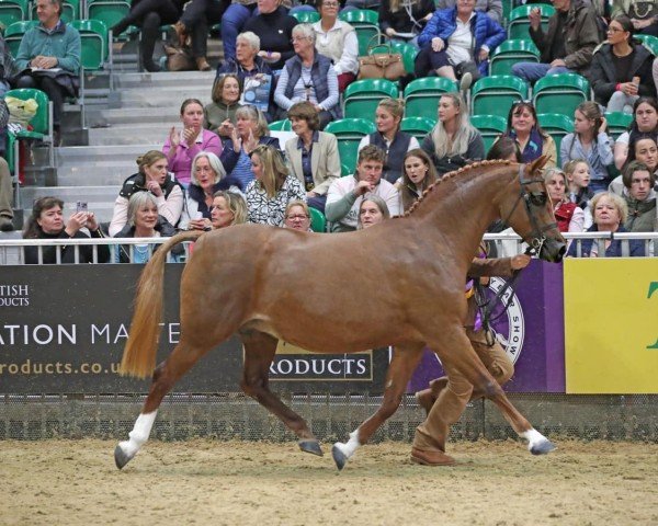 Zuchtstute Northlight Coppellia (Welsh Pony (Sek.B), 2006, von Pittybeck Prince Charming)