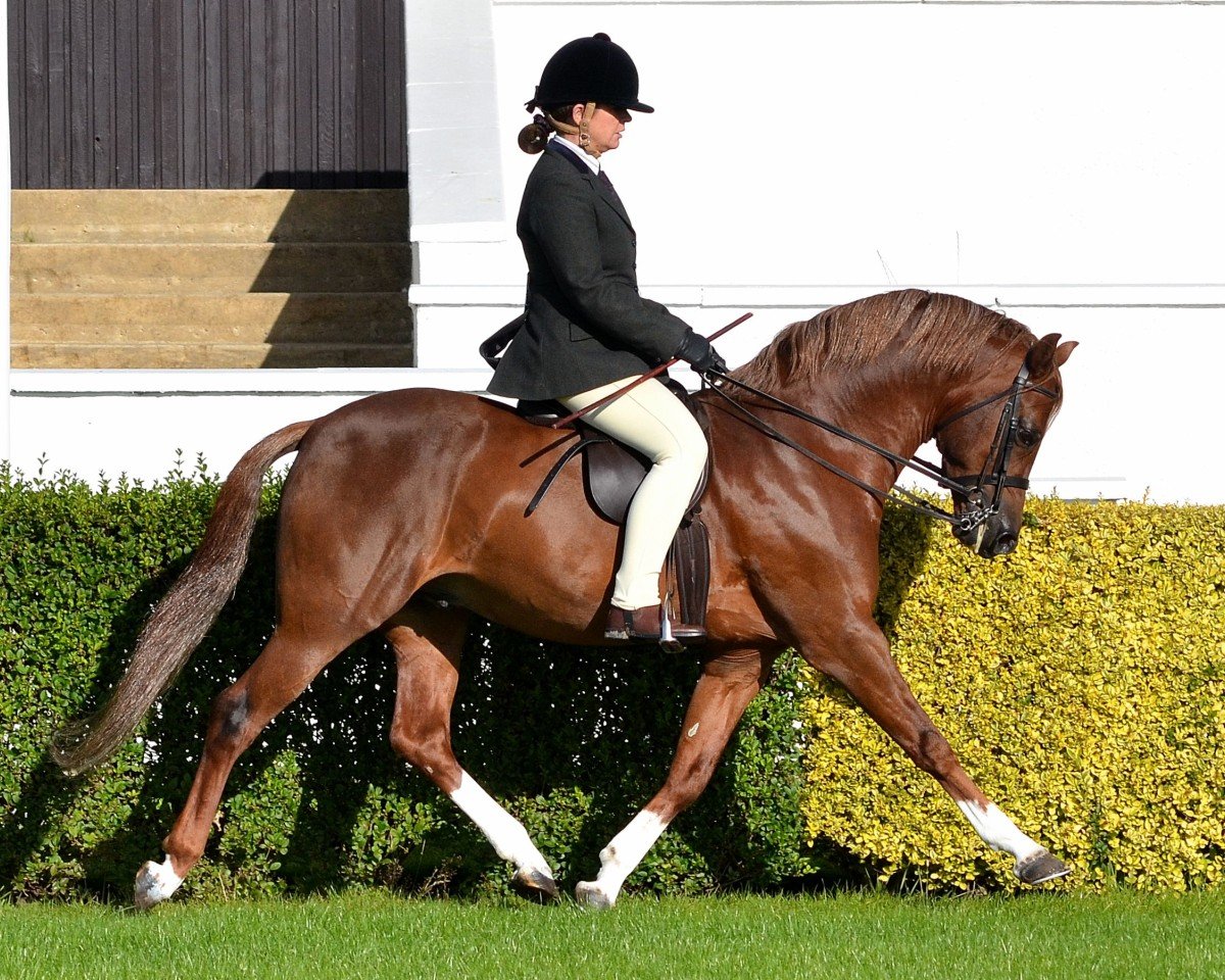 Deckhengst Pittybeck Prince Charming (Welsh Pony (Sek.B), 2001, von Moelview Charmer Boy)