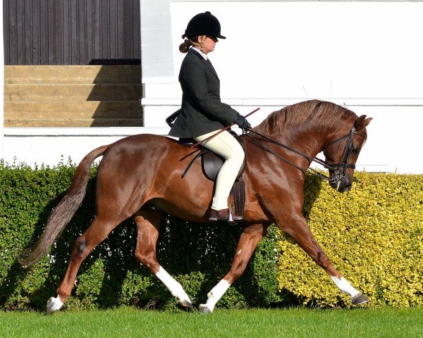 Deckhengst Pittybeck Prince Charming (Welsh Pony (Sek.B), 2001, von Moelview Charmer Boy)