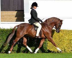 stallion Pittybeck Prince Charming (Welsh-Pony (Section B), 2001, from Moelview Charmer Boy)