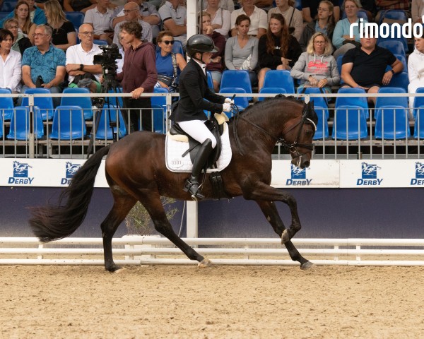 dressage horse Mc Intosh D (German Riding Pony, 2020, from Mc Fly High D)