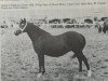 Zuchtstute Coed Coch Ateb (Welsh Mountain Pony (Sek.A), 1972, von Coed Coch Marli)