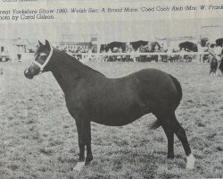 Zuchtstute Coed Coch Ateb (Welsh Mountain Pony (Sek.A), 1972, von Coed Coch Marli)