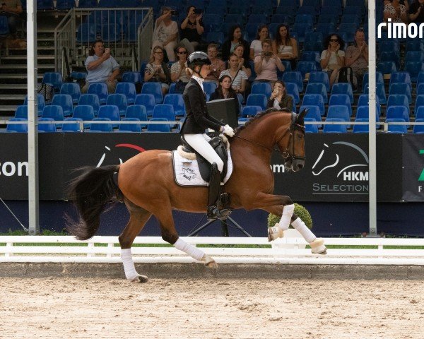 dressage horse Craig 11 (German Riding Pony, 2019, from Kastanienhof Cockney Cracker)