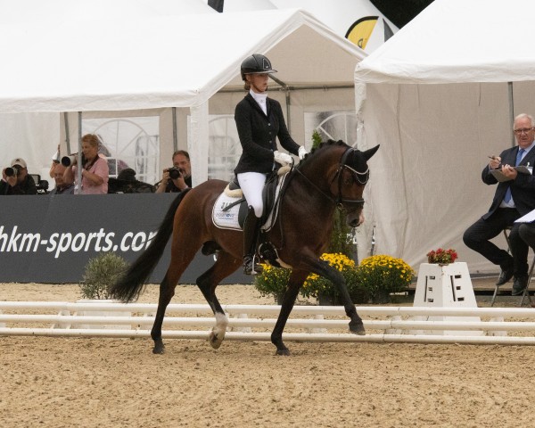 stallion FS Darlington (German Riding Pony, 2020, from FS Don Juan de Luxe)