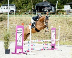 dressage horse Baltimos (German Warmblood, 2020, from Ben Benicio)