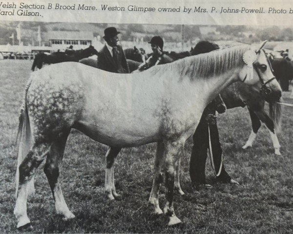 broodmare Weston Glimpse (Welsh-Pony (Section B), 1971, from Chirk Crogan)