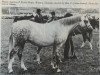 Zuchtstute Weston Glimpse (Welsh Pony (Sek.B), 1971, von Chirk Crogan)