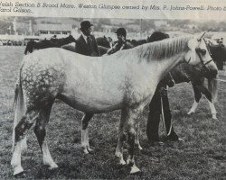 Zuchtstute Weston Glimpse (Welsh Pony (Sek.B), 1971, von Chirk Crogan)