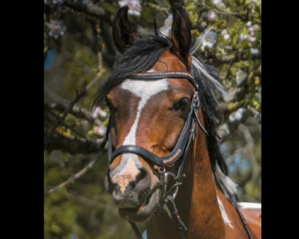 dressage horse Painted Gigolo (Arabian, 2019, from Painted Dragon)