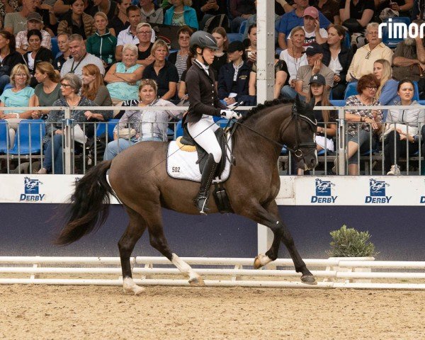 stallion Valido's Grey Diamond G (German Riding Pony, 2020, from Valido's Grey Star G)