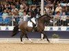 stallion Valido's Grey Diamond G (German Riding Pony, 2020, from Valido's Grey Star G)