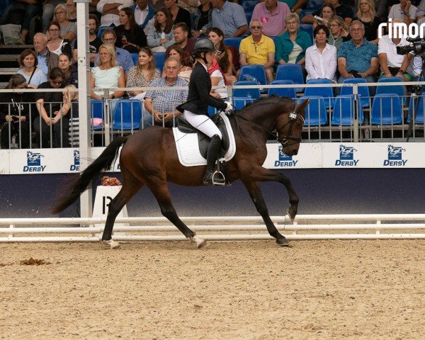 stallion Mr. Moccachino MS (German Riding Pony, 2020, from FS Mr. Right)