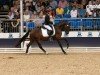 stallion Mr. Moccachino MS (German Riding Pony, 2020, from FS Mr. Right)