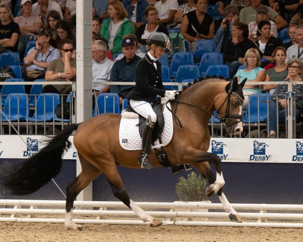 stallion Champagner zum Frühstück (German Riding Pony, 2020, from Schierensees HJK Crazy Dream)