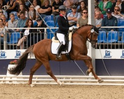 Deckhengst Crosby 49 (Deutsches Reitpony, 2020, von Cravitz)