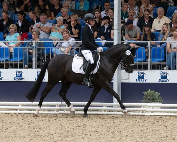 stallion Darling's Neptun (German Riding Pony, 2020, from Designed in Black AT)