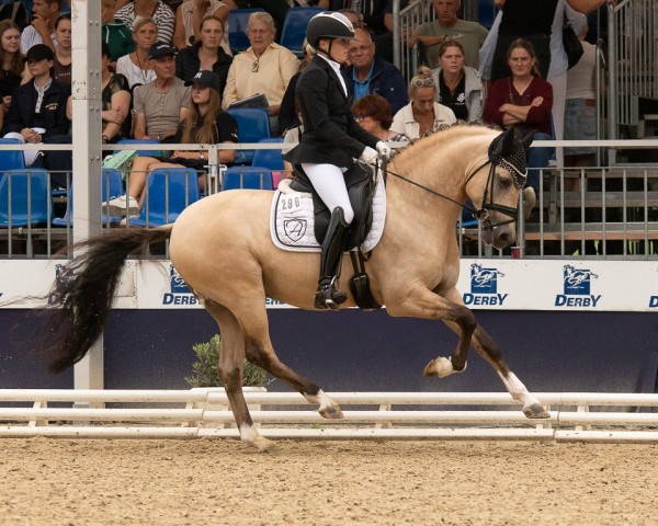 stallion Dating's Smiley A (German Riding Pony, 2020, from Dating At NRW)