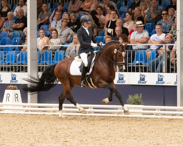 dressage horse Steendieks Dinaro (German Riding Pony, 2020, from Steendieks Morgensterns Dalai)