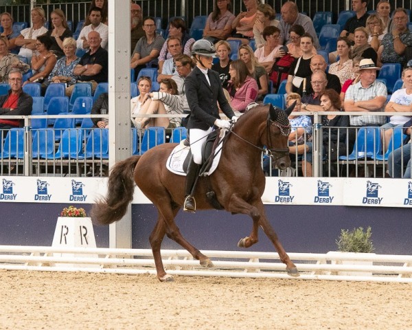 Deckhengst Damenstolz A (Deutsches Reitpony, 2020, von D-Gold AT NRW)