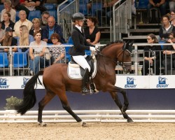 Deckhengst FS Camelot (Deutsches Reitpony, 2020, von FS Clarimo)