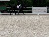 dressage horse Douglas (unknown, 2005)