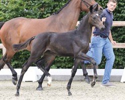 foal by Escalibur (Oldenburg, 2024, from Escamillo)