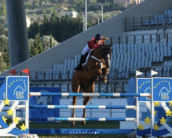 Springpferd Kanselier vd Zwartbleshoeve (Belgisches Warmblut, 2010, von Bufero van het Panishof)