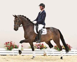 dressage horse Soul (Oldenburg, 2020, from Secret)