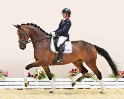 broodmare Dance Royal (Oldenburg, 2020, from Dancier Gold FRH)