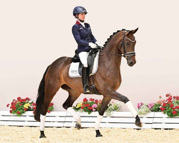 dressage horse Dancing Queen HR (Oldenburg, 2020, from Diamond First)