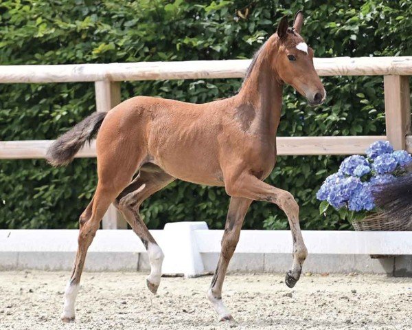 foal by Florina Feingold (Oldenburg, 2024, from Federer)