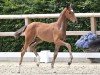 foal by Florina Feingold (Oldenburg, 2024, from Federer)