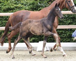 foal by El Torro (Oldenburg, 2024, from Escamillo)